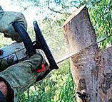 Best Fruit Tree Pruning  in Bowie, MD