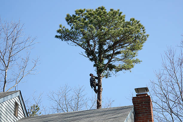 Pest Control for Lawns in Bowie, MD
