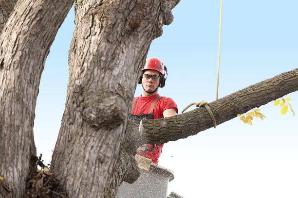 Best Arborist Consultation Services  in Bowie, MD
